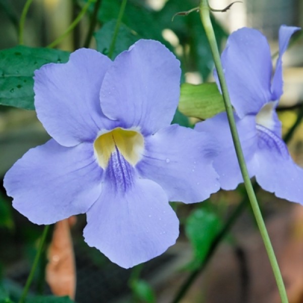 Thunbergia Grandiflora Plant - Blue Skyflower, Blue Trumpet Vine, Clockvine